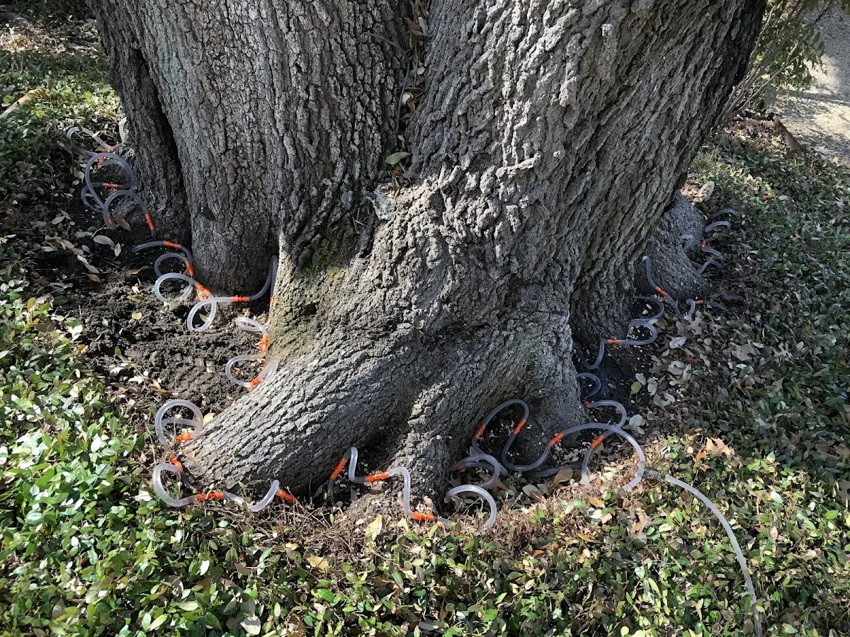 Detailed Tree Cabling and Bracing job site in Big Cabin