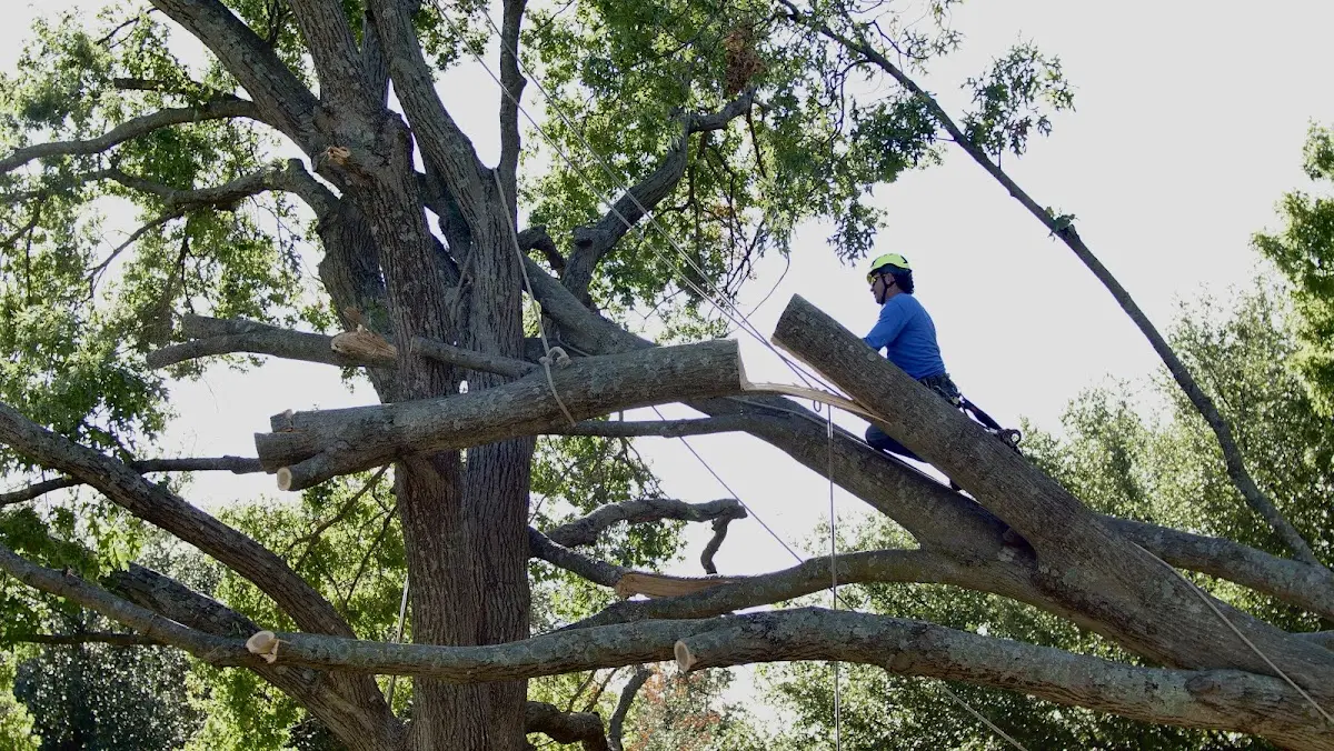 Professional Crown Thinning performed by certified arborists in Big Cabin