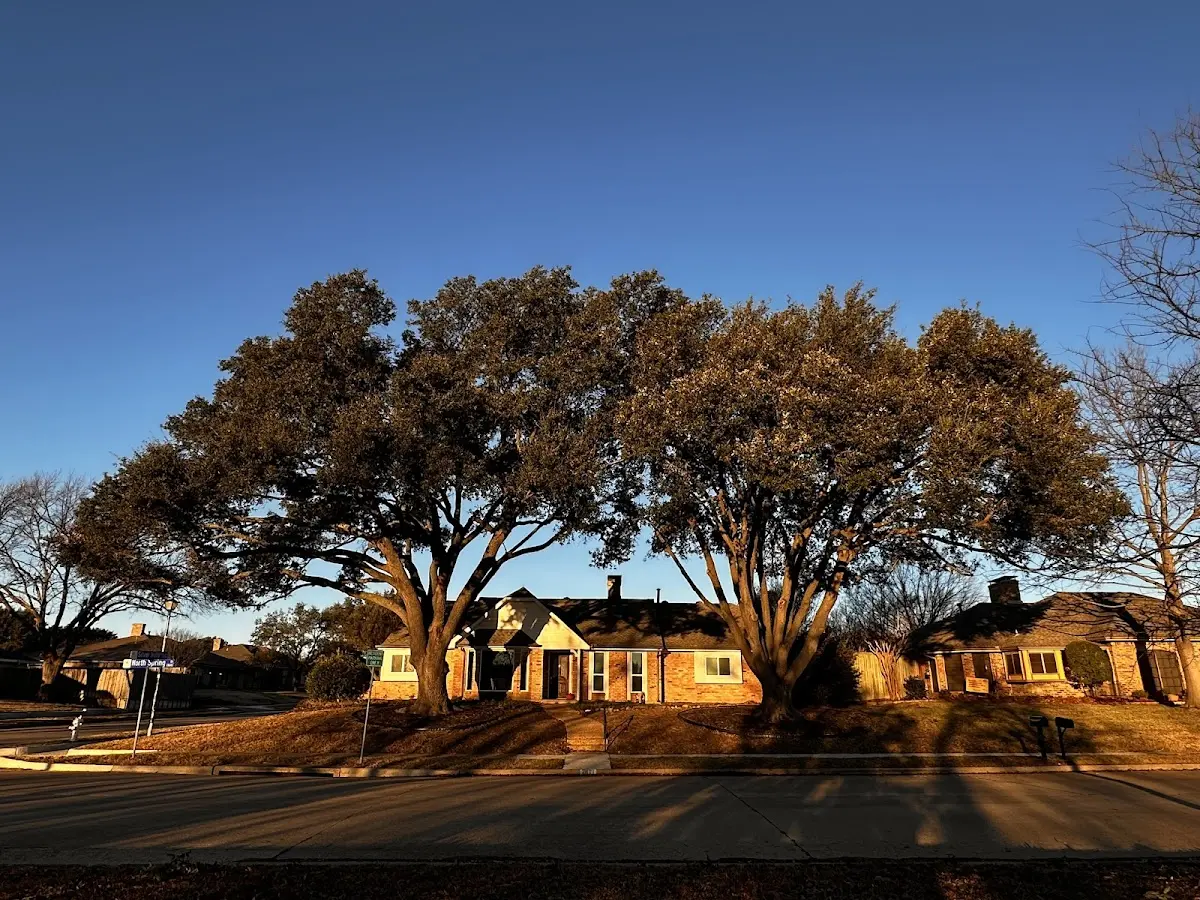 Established residential canopy tree shading a home in Big Cabin